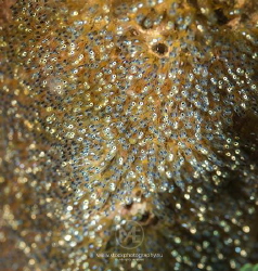 Batch of clownfish eggs. Funky to see all these eyes foll... by Arno Enzo 